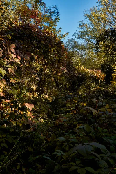 在一个清澈的秋日 一丛丛金黄叶子的野葡萄 — 图库照片