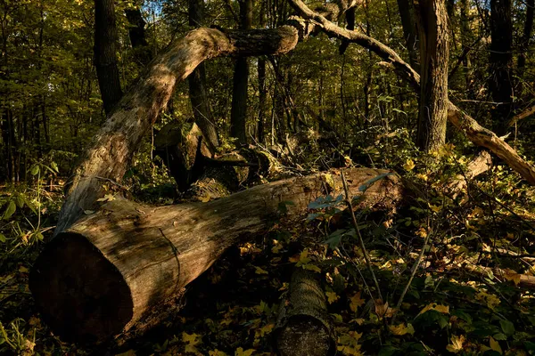 秋の森の道の途中にある大きな丸太 — ストック写真