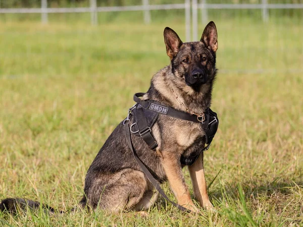 Tver Region, Rusya - 19.07.19: Rock festivali 