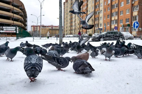 ヴォロネジ ロシア 2021 実際の雪の冬が街を打つ — ストック写真