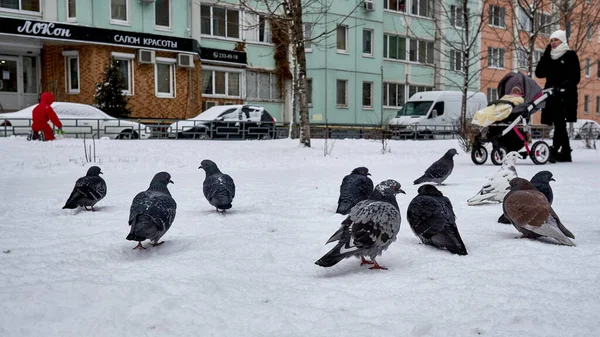 Voronezh Rússia 2021 Verdadeiro Inverno Nevado Atinge Cidade Fotografia De Stock