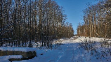 The road through the park in winter Voronezh