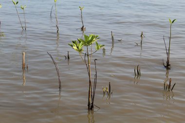 Kumsala ekilmiş mangrov ağacı tohumları.