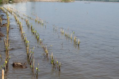 Kumsala ekilmiş mangrov ağacı tohumları.