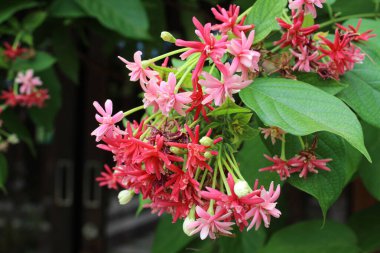 Combretum çiçekleri mi yoksa Rangoon sürüngeni mi?