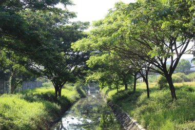 Nehir kenarındaki Pterocarpus indicus ağaçları, nehir boyunca çöp içerir.