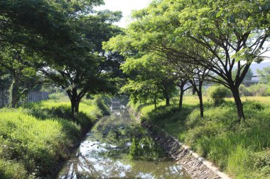 Nehir kenarındaki Pterocarpus indicus ağaçları, nehir boyunca çöp içerir.