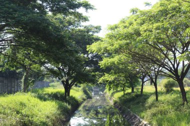 Nehir kenarındaki Pterocarpus indicus ağaçları, nehir boyunca çöp içerir.