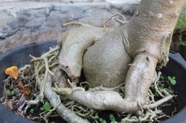 Bir bitkinin saksısında büyük bir kök ya da şişmiş Adenium obesum. Sabi yıldızı olarak da bilinir, kudu, açelya, lmpala zambağı ya da çöl gülü olarak da bilinir.