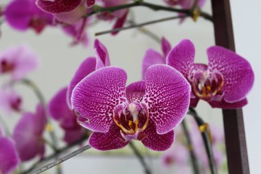 Phalaenopsis 'in orkide çiçeği, desenli mor yapraklar. Seçici odak.