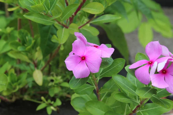 Różowy Kwiat Catharanthus Roseus Lub Perywinkle Madagaskaru Kwitnący Ogrodzie — Zdjęcie stockowe