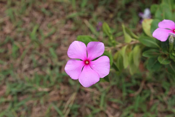 Рожева Квітка Catharanthus Roseus Або Мадагаскар Perwinkle Цвіте Городі — стокове фото