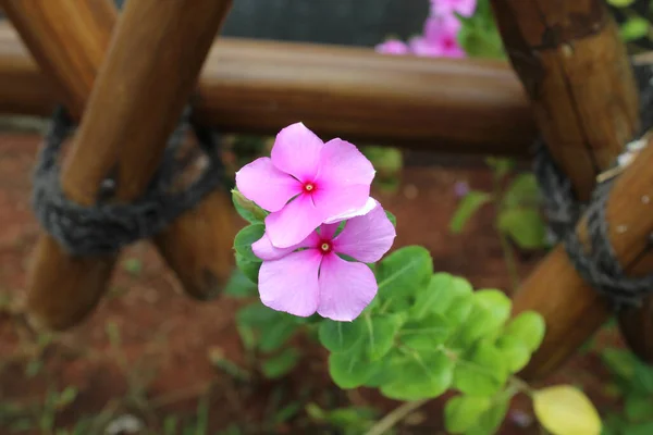 Różowy Kwiat Catharanthus Roseus Lub Perywinkle Madagaskaru Kwitnący Ogrodzie — Zdjęcie stockowe