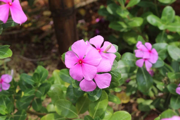 Różowy Kwiat Catharanthus Roseus Lub Perywinkle Madagaskaru Kwitnący Ogrodzie — Zdjęcie stockowe