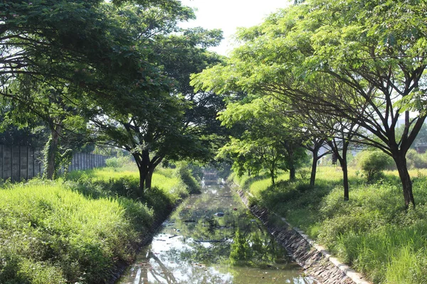 Nehir kenarındaki Pterocarpus indicus ağaçları, nehir boyunca çöp içerir.