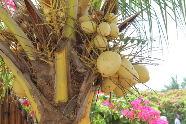 Malaysischer Gelber Kokosnussbaum Baum Der Früchte Trägt — Stockfoto