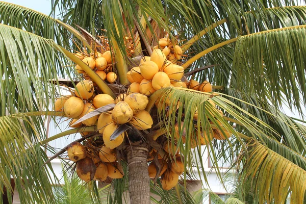 Malayan Gele Dwerg Kokosnoten Boom Boom Met Vruchten — Stockfoto