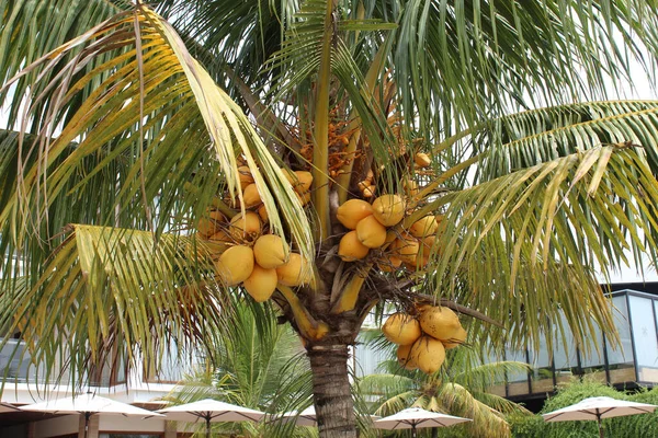 マレーシアの黄色い矮星のココナッツの木 実を結ぶ木 — ストック写真