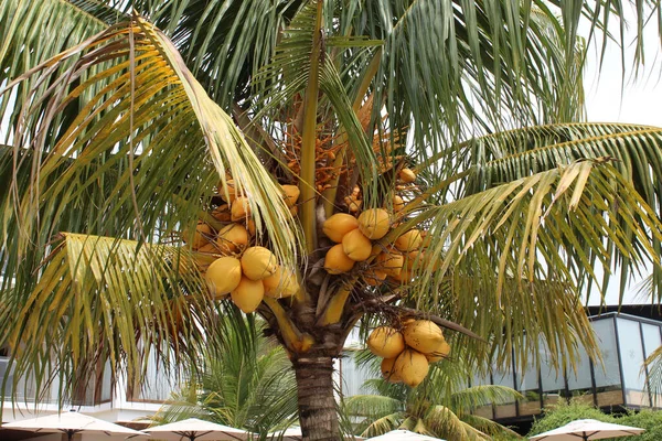 Malajský Žlutý Trpasličí Kokosový Strom Strom Nesoucí Ovoce — Stock fotografie