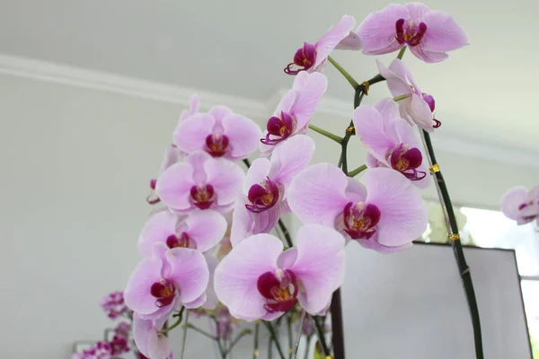 Orkidéblomma Eller Phalaenopsis Vita Kronblad Med Lila Mitt Selektiv Inriktning — Stockfoto