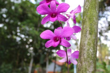 Phalaenopsis 'in mor yapraklı orkide çiçeği. Seçici odak.