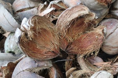 Hindistan cevizlerinin tamamı kurutuluyor.