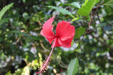 Kırmızı amber çiçeği. Hibiscus rosa-sinensis, kırmızı yapraklı tropikal bir amber çiçeğidir. Bahçede çiçek açar..