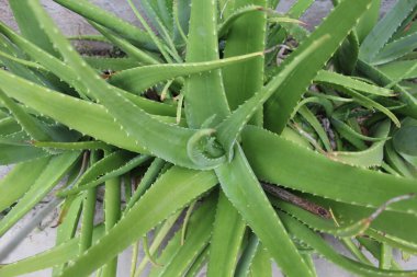 Aloe vera bitkisi bahçede