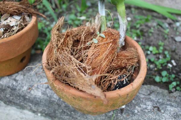 Coir Coconut Used Orchid Growing Media Plant Pot — Stock Photo, Image