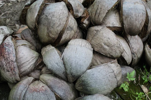 코코넛 껍데기를 땅에서 말리고 — 스톡 사진