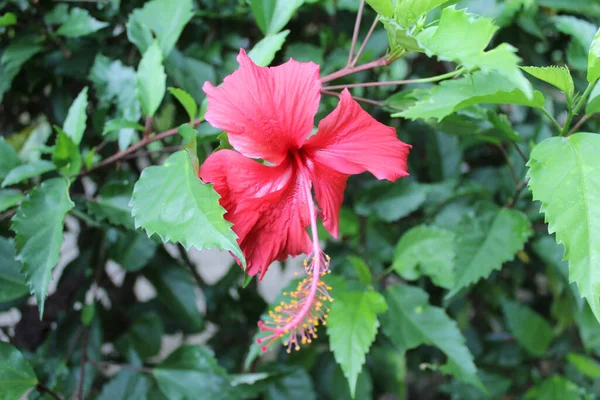 Flor Vermelha Hibisco Hibiscus Rosa Sinensis Hibisco Tropical Com Pétalas — Fotografia de Stock