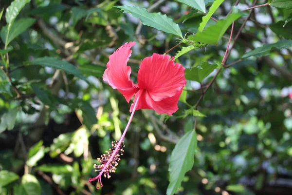 Czerwony Kwiat Hibiskusa Hibiskus Rosa Sinensis Tropikalny Hibiskus Czerwonymi Płatkami — Zdjęcie stockowe