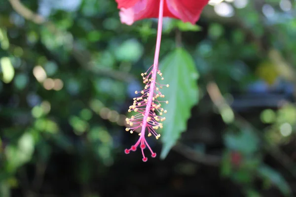 Red hibiscus flower. Hibiscus rosa-sinensis, is a tropical hibiscus, with red petals. Flower bloom in the garden.