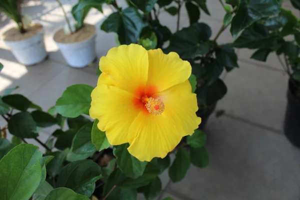 Yellow hibiscus flower. Hibiscus rosa-sinensis, is a tropical hibiscus, with red petals. Flower bloom in the garden.