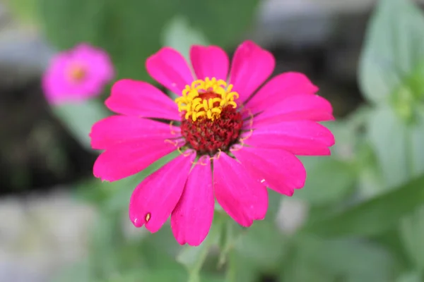 Lila Zinnia Blüten Zwischen Grünen Blättern — Stockfoto