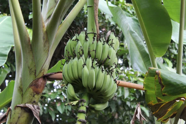 Πράσινες Μπανάνες Κολλημένες Στο Δέντρο — Φωτογραφία Αρχείου