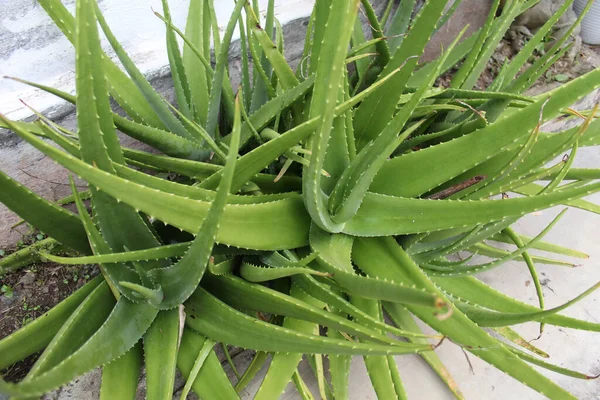 Planta Aloe Vera Jardín —  Fotos de Stock