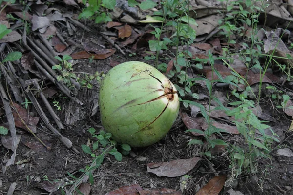 Hele Kokosnoot Grond Uitzicht Vanaf Boven — Stockfoto