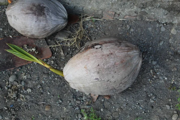 地上发芽的椰子 — 图库照片