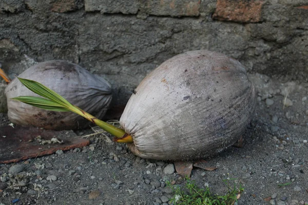 Gescheurde Kokosnoot Grond — Stockfoto