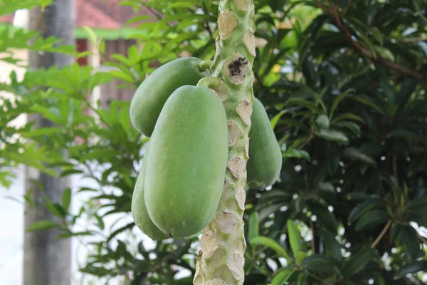 Zöld Papaya Gyümölcs Lóg Fán — Stock Fotó