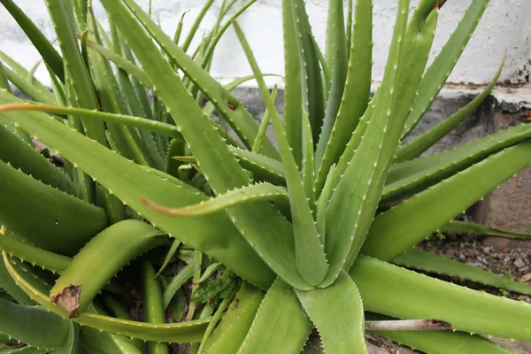 Aloes Vera Roślin Ogrodzie Obrazek Stockowy