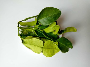 Kafir kireç yaprakları, ya da Citrus hystrix yaprakları, küçük bir tabakta. Beyaz arkaplanda izole edilmiş