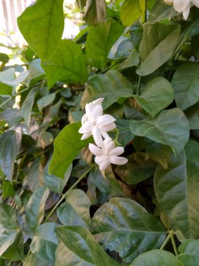 Solmuş yasemin çiçeği. Seçici odak