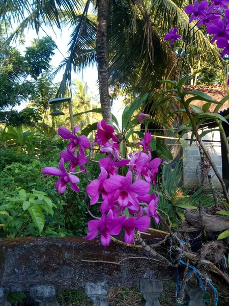 Fialová Orchidej Květina Zahradě Selektivní Zaměření — Stock fotografie