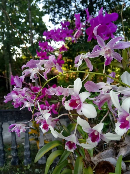 Фіолетова Квітка Орхідеї Городі Вибірковий Фокус — стокове фото