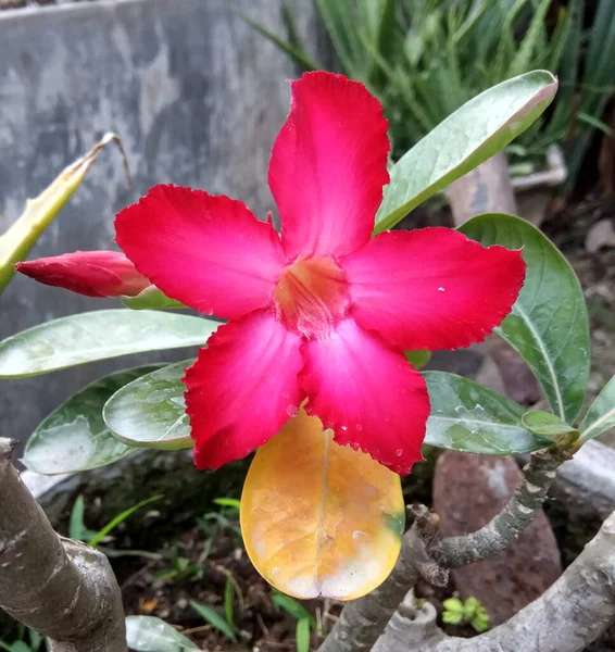 Fleur Adenium Obesum Fleurissant Sur Jardin Pétales Rouges Avec Rougissement — Photo