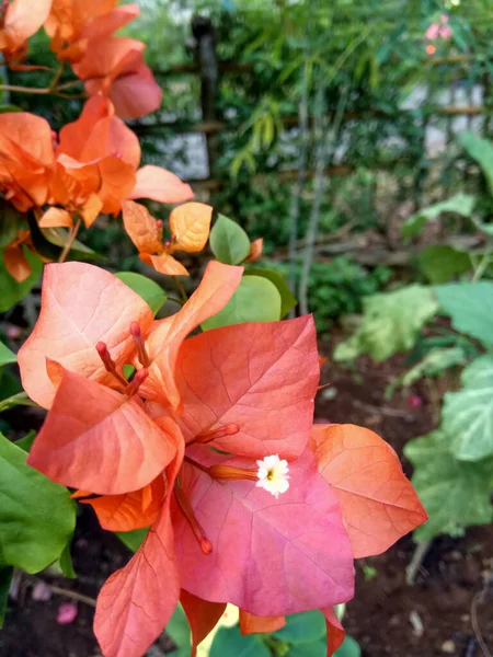 Flor Bougainvillea Glabra Paperflower Rodeada Brácteas Color Naranja Brillante — Foto de Stock