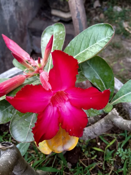 Fleur Adenium Obesum Fleurissant Sur Jardin Pétales Rouges Avec Rougissement — Photo