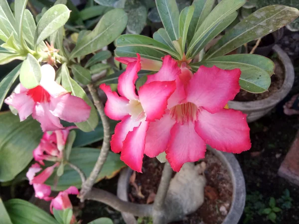 Flor Adenium Obesum Florescendo Jardim Pétalas Vermelhas Com Rubor Esbranquiçado — Fotografia de Stock